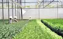 Ứng dụng công nghệ sinh học trong nông nghiệp ở Đà Nẵng