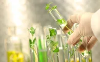 Áp dụng công nghệ sinh học trong việc chọn giống cây trồng