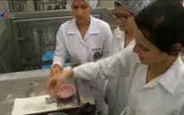 Costa Rica: Nghiên cứu biến côn trùng thành bữa sáng