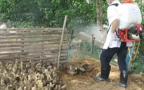 Cúm gia cầm tại Sóc Trăng diễn biến phức tạp
