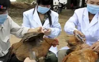 Nguy cơ cúm A/H7N9 xâm nhập vào Việt Nam tăng cao