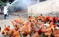 Tăng cường phòng chống dịch cúm gia cầm lây sang người