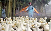 Cảnh báo nguy cơ bùng phát cúm gia cầm dịp cuối năm 2015