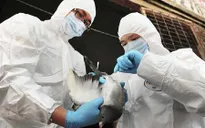Ai Cập: Hơn 40 người tử vong vì cúm gia cầm H5N1 năm 2015