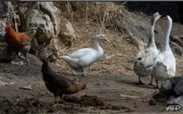 Bùng phát ổ dịch cúm gia cầm H5N1 mới tại Israel