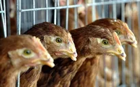 Phát hiện thêm ổ dịch cúm gia cầm H7N7 tại Hà Lan
