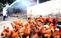 Tăng cường khống chế dịch cúm gia cầm ở Lào Cai