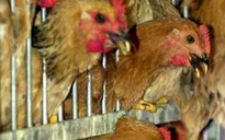 1,6 triệu gia cầm tại Nigeria bị tiêu hủy do nhiễm H5N1