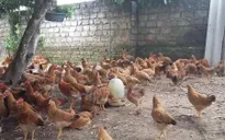 Nam Định công bố dịch cúm gia cầm A/H5N6