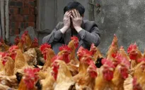 Trung Quốc: Hai người tử vong vì virus cúm gia cầm H7N9