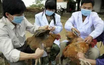 Cúm A/H5N6 bùng phát tại nhiều địa phương