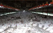 Mỹ chi hơn 190 triệu USD giúp nông dân thiệt hại do cúm gia cầm