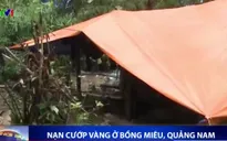 Bùng phát nạn cướp vàng ở Bồng Miêu, Quảng Nam