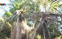 Hàng trăm cây dừa ở Trà Vinh bị... đầu độc