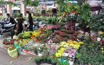 Sắc hoa rực rỡ trên phố Hoàng Hoa Thám