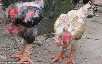 Gà Đông Tảo lên báo Anh