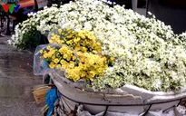 Cúc họa mi tinh khôi mang mùa đông về phố