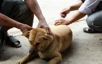 Gia tăng bệnh dại do chó, mèo cắn