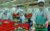 Trung Quốc gỡ bỏ lệnh tạm dừng nhập khẩu tôm sú Việt Nam