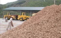 Dăm gỗ xuất khẩu không bắt buộc kiểm dịch