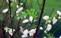 Lần đầu tiên nhân giống thành công hoa đào trắng