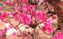 Đào Nhật Tân nở sớm, nông dân lo thất thu