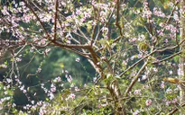 Đào nở sớm, nông dân đứng ngồi không yên