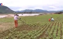 Mất đất sản xuất, nông dân vẫn phải “cắn răng” chịu đựng