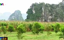 Liên kết lâm trường với người dân - Giải pháp hiệu quả canh tác đất rừng