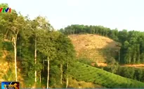 Hàng trăm nghìn ha đất nông lâm trường đang bị lấn chiếm