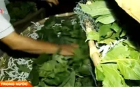 Lâm Đồng: Ngành dâu tằm tơ đang phục hồi