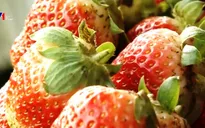 Dâu Tây Đà Lạt khan hiếm, giá lên tới 200.000 đồng/kg