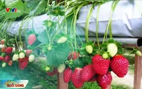 Dâu tây - Đặc sản Âu trên đất Đà Lạt