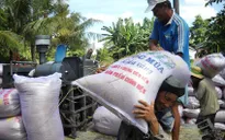 ĐBSCL: Giá lúa Hè Thu giảm do mưa nhiều