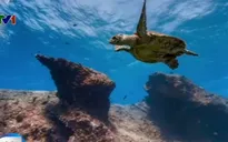 Khám phá đại dương với Google Street View