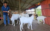 Nở rộ dịch vụ cho thuê dê dịp Tết Ất Mùi