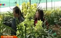 Đà Lạt: Nhà vườn thất thu vì hoa nở sớm