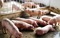 Nguy cơ bùng phát dịch heo tai xanh tại Sóc Trăng