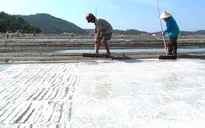 Quảng Ngãi: Giá muối giảm mạnh, diêm dân điêu đứng