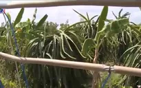 Hiểm họa từ việc câu móc điện