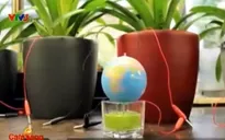 Hà Lan nghiên cứu phát triển hệ thống sản xuất điện từ lúa nước