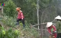 Đăk Lăk: Yêu cầu xử lý nghiêm sai phạm các dự án nông lâm nghiệp