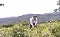 Thiếu nguồn dược liệu để phát triển đông dược