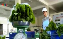 Quá ít DN tham gia kinh doanh nông nghiệp