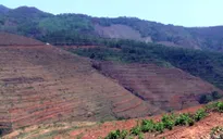 Sơn La: Gần 100 ha cao su bị đốn hạ, dân lo lắng