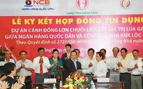 Đồng Tháp: 980 tỷ đồng phát triển “Chuỗi giá trị lúa gạo”