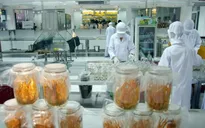 Việt Nam sản xuất thành công đông trùng hạ thảo