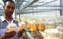 Đông trùng hạ thảo - Sản phẩm mới của Đà Lạt