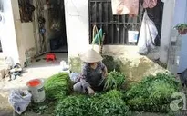 Xóm nghèo nhặt rau muống thuê ở TP Hồ Chí Minh