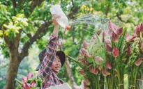 Hoa sen, hạt sen hút khách Thủ đô